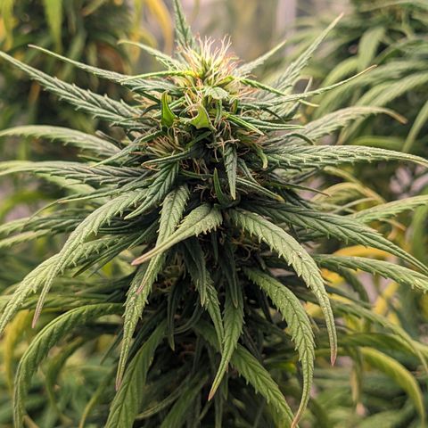 Flor 2 growlog timeline photo