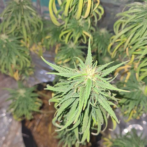 Flor 2 growlog timeline photo