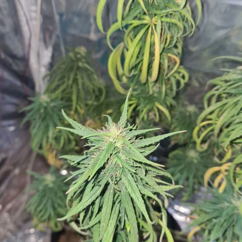 Flor 2 growlog timeline photo