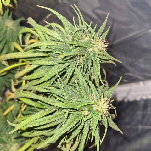 Flor 2 growlog timeline photo