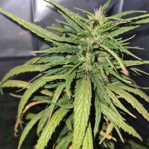 Flor 2 growlog timeline photo