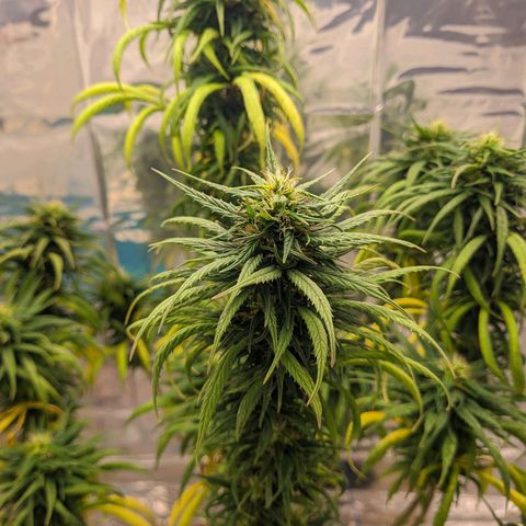 Flor 2 growlog timeline photo