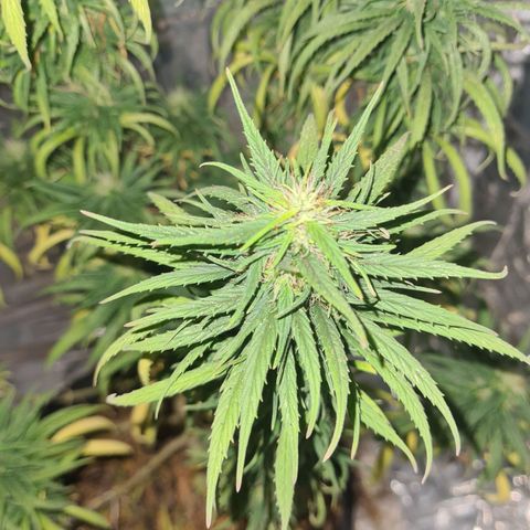 Flor 2 growlog timeline photo