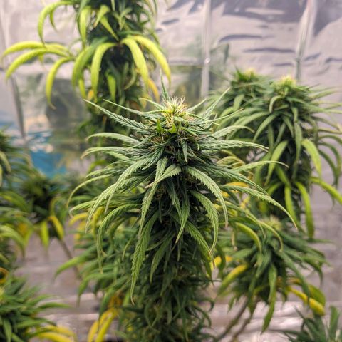 Flor 2 growlog timeline photo
