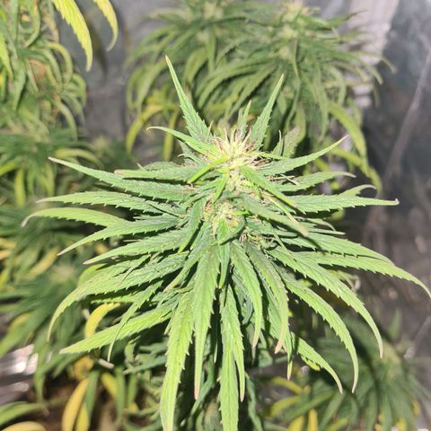 Flor 2 growlog timeline photo