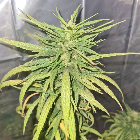 Flor 2 growlog timeline photo