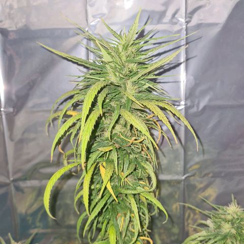 Flor 2 growlog timeline photo