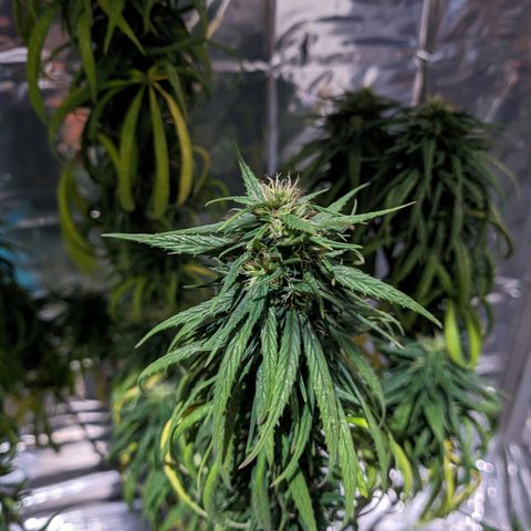 Flor 2 growlog timeline photo