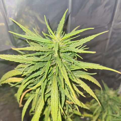Flor 2 growlog timeline photo