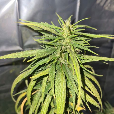 Flor 2 growlog timeline photo