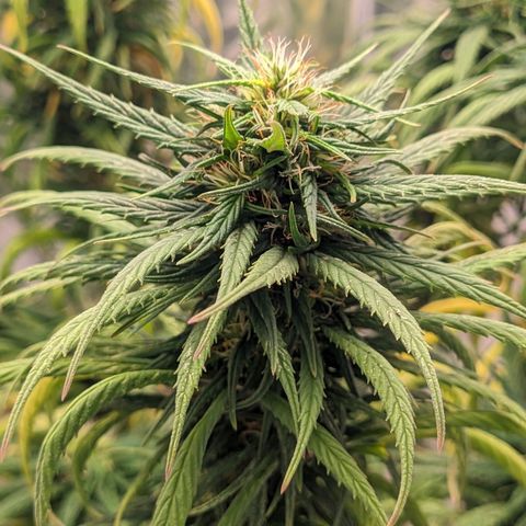 Flor 2 growlog timeline photo