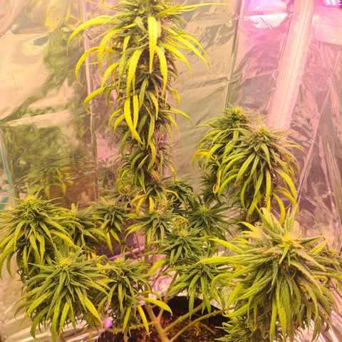 Flor 2 growlog timeline photo