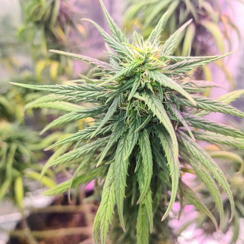 Flor 2 growlog timeline photo