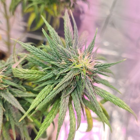 Flor 2 growlog timeline photo