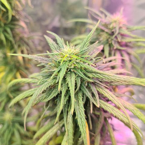 Flor 2 growlog timeline photo