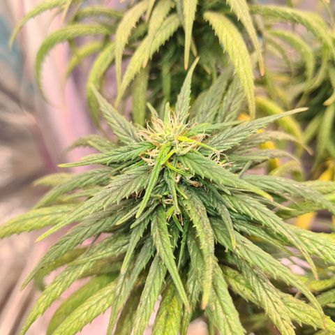 Flor 2 growlog timeline photo