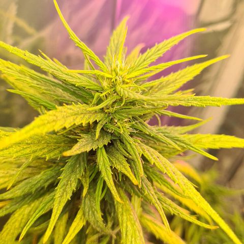 Flor 2 growlog timeline photo