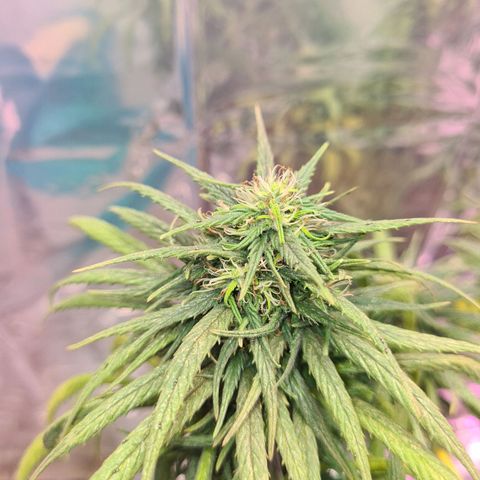 Flor 2 growlog timeline photo