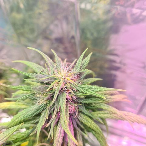 Flor 2 growlog timeline photo