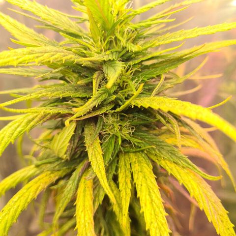Flor 2 growlog timeline photo