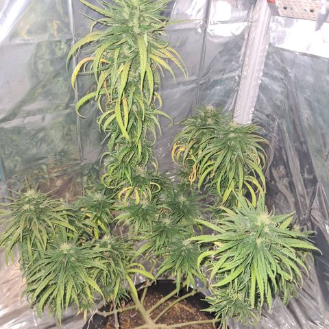 Flor 2 growlog timeline photo