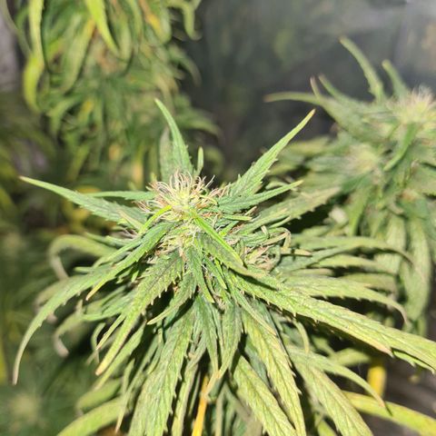 Flor 2 growlog timeline photo