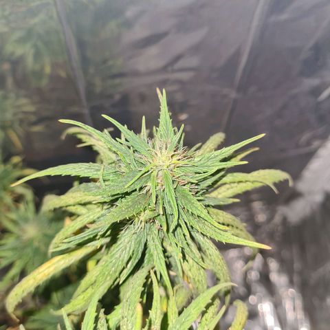 Flor 2 growlog timeline photo