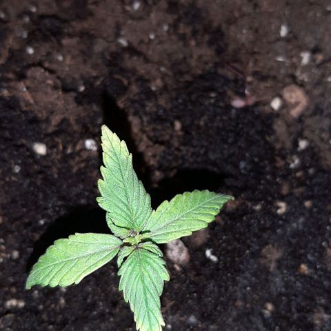 Morty growlog photo: Molto indietro 
