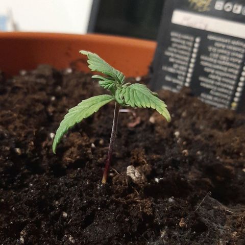 Morty growlog photo: Molto indietro 
