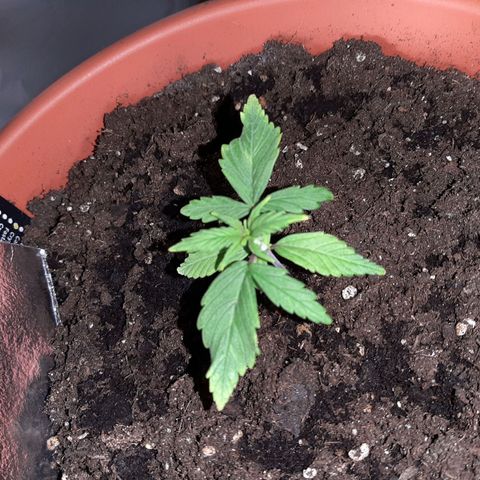 Morty growlog timeline photo
