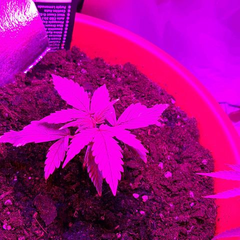 Morty growlog timeline photo