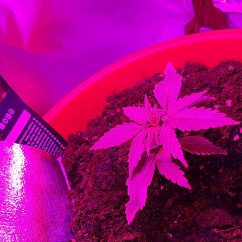 Morty growlog timeline photo