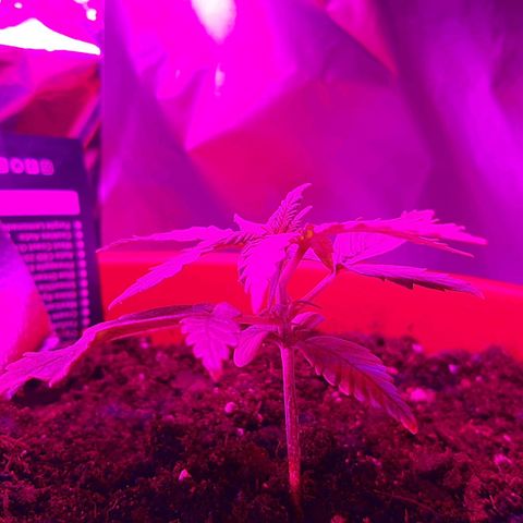 Morty growlog timeline photo