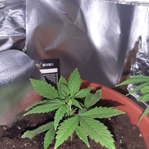 Morty growlog photo: Prefioritura e fungo