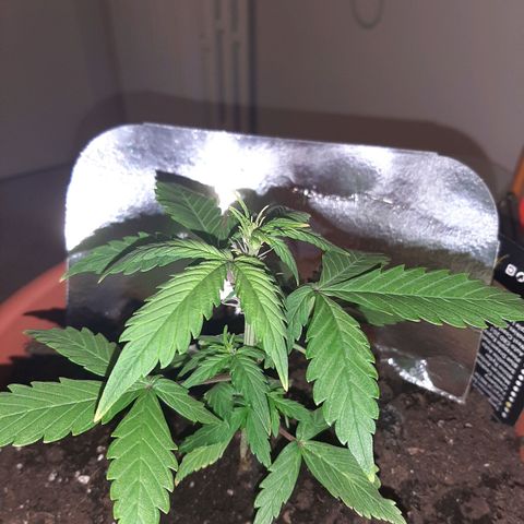 Morty growlog timeline photo