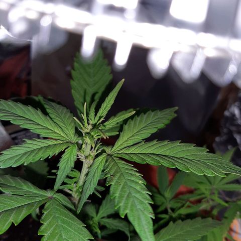 Morty growlog timeline photo