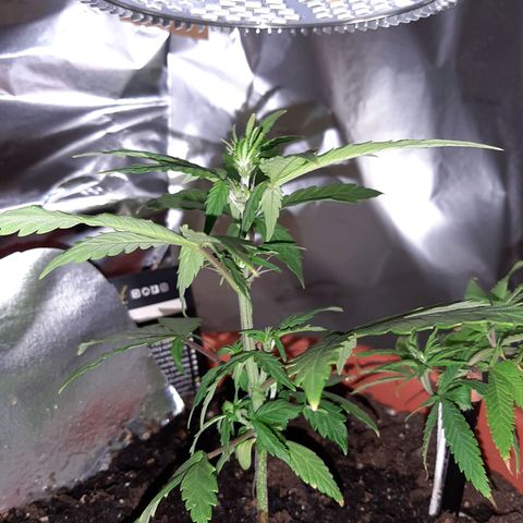 Morty growlog timeline photo
