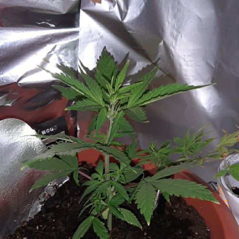 Morty growlog timeline photo