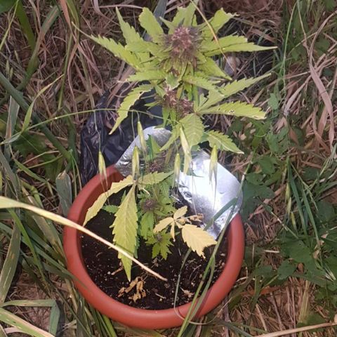 Morty growlog timeline photo