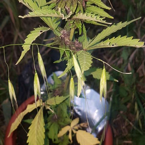 Morty growlog timeline photo