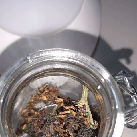 Morty growlog timeline photo