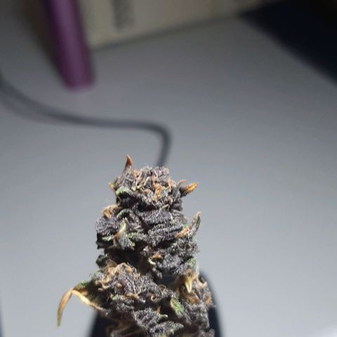 Morty growlog timeline photo