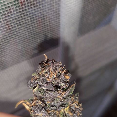 Morty growlog timeline photo