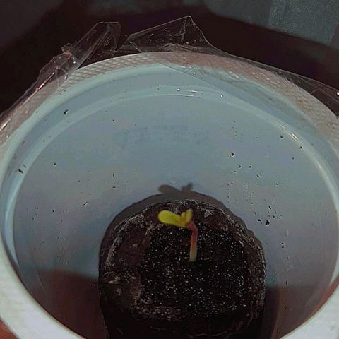 Rick sanchez growlog photo: Fase di piantina iniziata