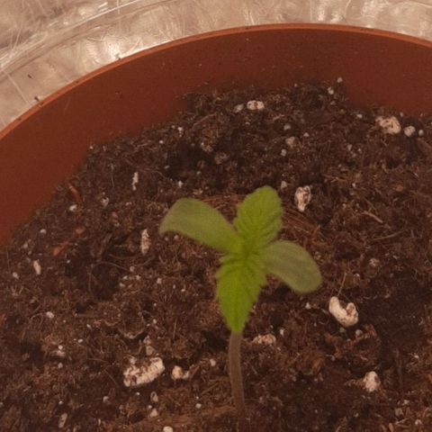 Rick sanchez growlog timeline photo
