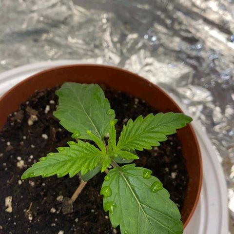Rick sanchez growlog timeline photo