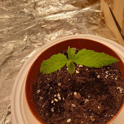 Rick sanchez growlog timeline photo