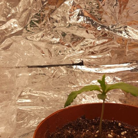 Rick sanchez growlog timeline photo