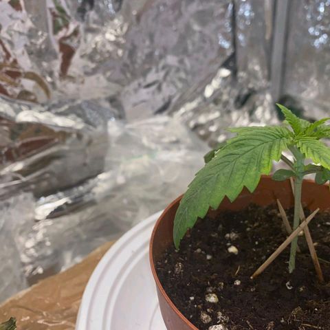 Rick sanchez growlog photo: Messo una busta per mantenere l umidità, comoda fino allo sviluppo completo del secondo palco fogliare