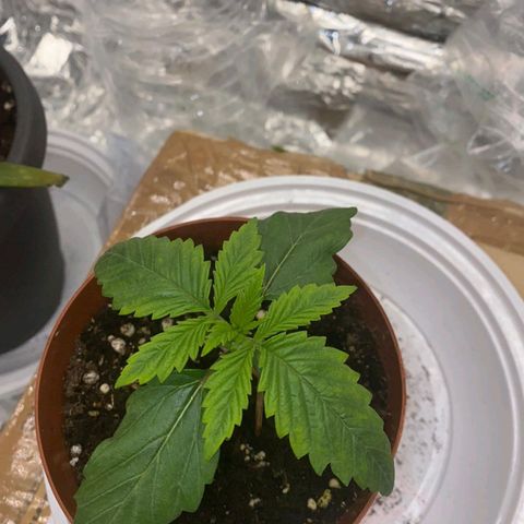 Rick sanchez growlog photo: Messo una busta per mantenere l umidità, comoda fino allo sviluppo completo del secondo palco fogliare